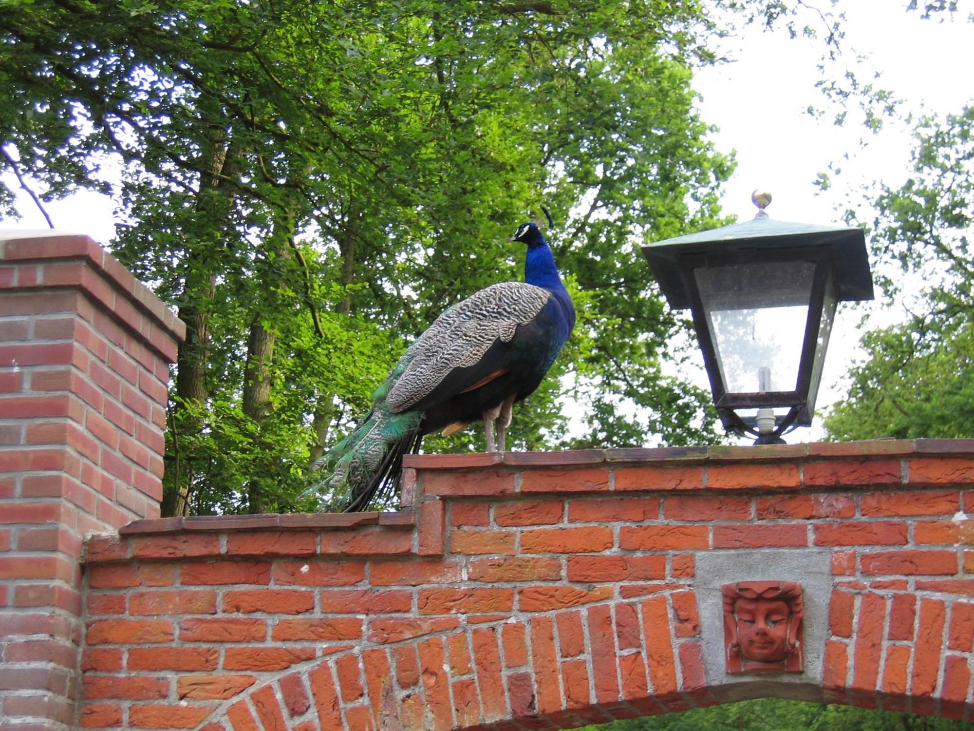 Londons Cottage Hilversum Luaran gambar